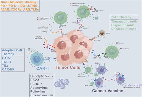efps full form in result|APOL6 predicts immunotherapy efficacy of bladder cancer by .